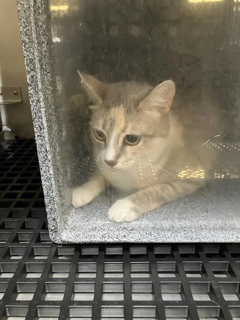 A young medium-sized female Domestic Short Hair cat named Gigi for adoption in Dallas, TX