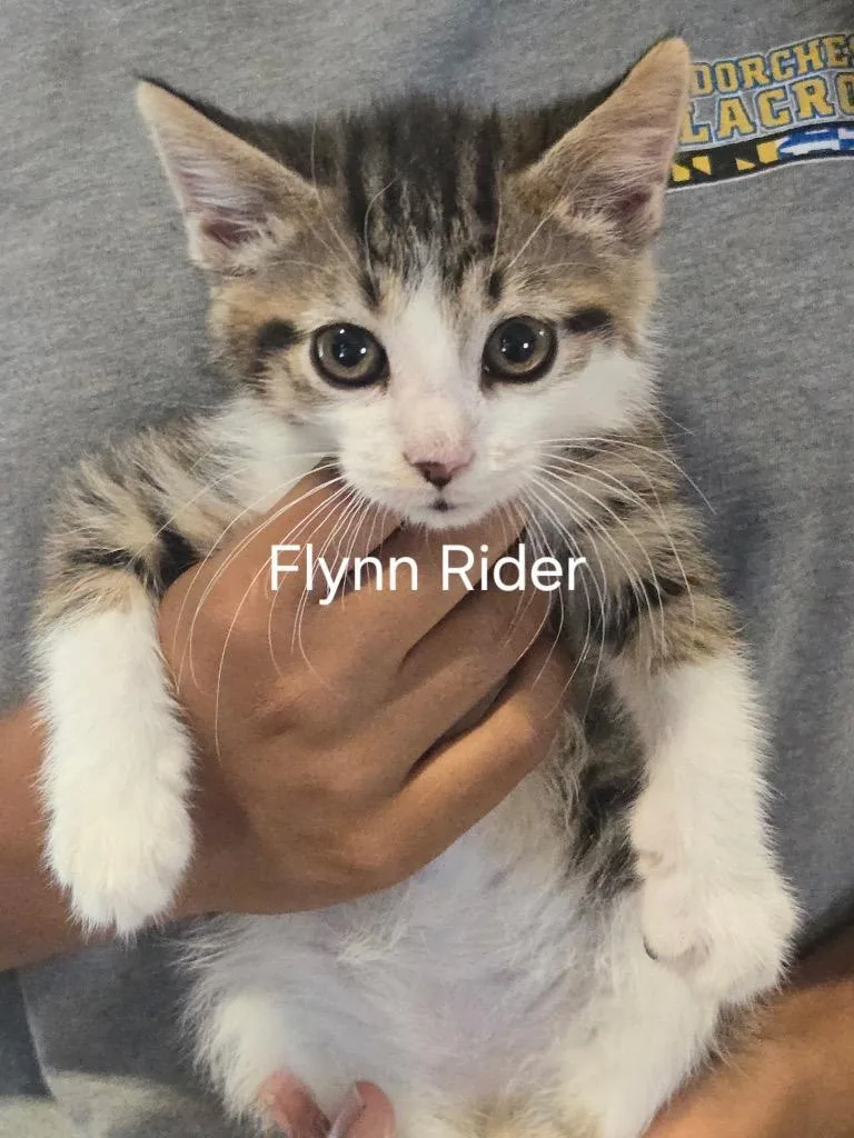 A baby small-sized male Domestic Short Hair cat named Flynn Ryder+ for adoption in Cambridge, MD