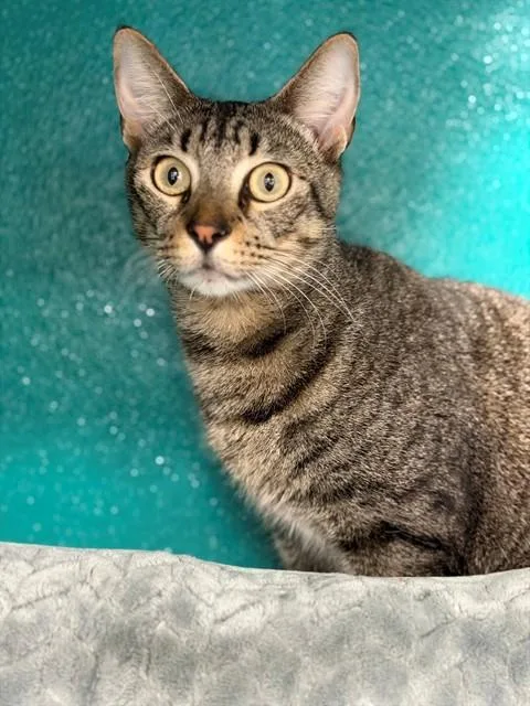 A young medium-sized female Domestic Short Hair cat named Pudding for adoption in Naples, FL