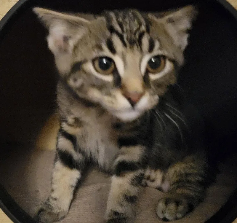 A baby small-sized female Domestic Short Hair cat named Charm for adoption in Battle Ground, WA