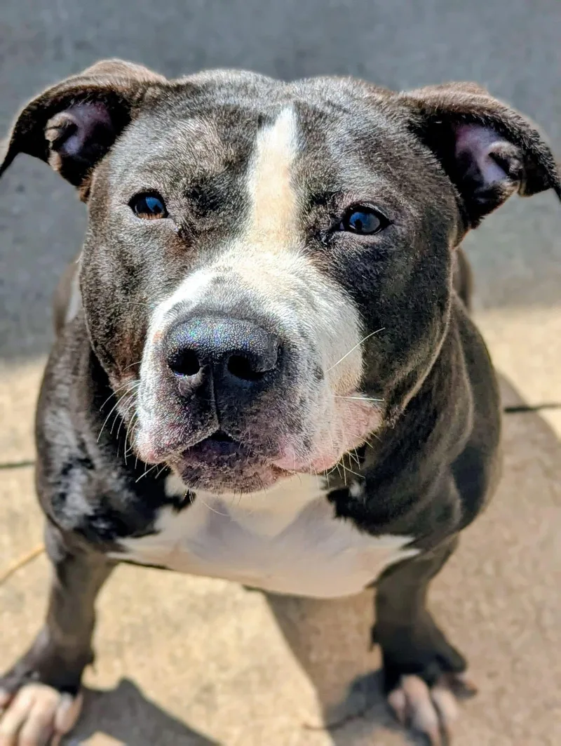 An adult medium-sized female Black Pit Bull Terrier dog named Nynaeve for adoption in Chicago, IL