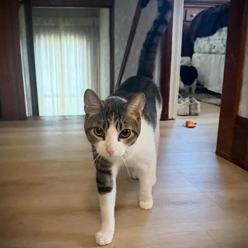 A young medium-sized male Tabby (Brown / Chocolate) Domestic Short Hair cat named Squirt for adoption in Buffalo, NY