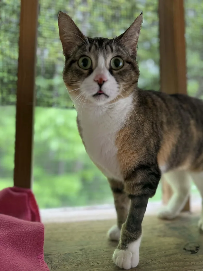A young medium-sized female Calico American Bobtail cat named Danni for adoption in Talbott, TN