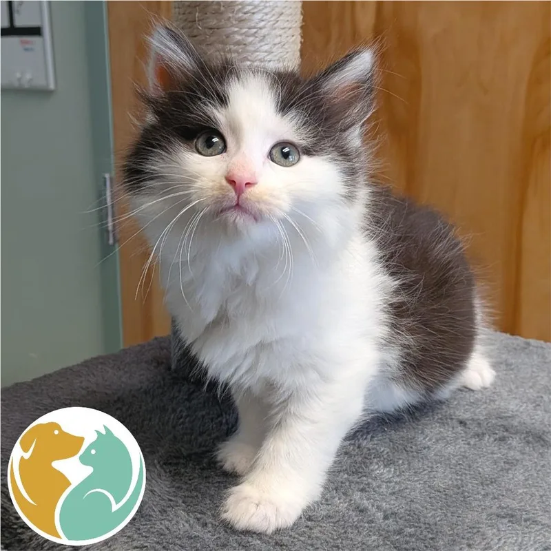 A baby small-sized female Black Domestic Short Hair cat named Princess Bubblegum for adoption in Toledo, OH