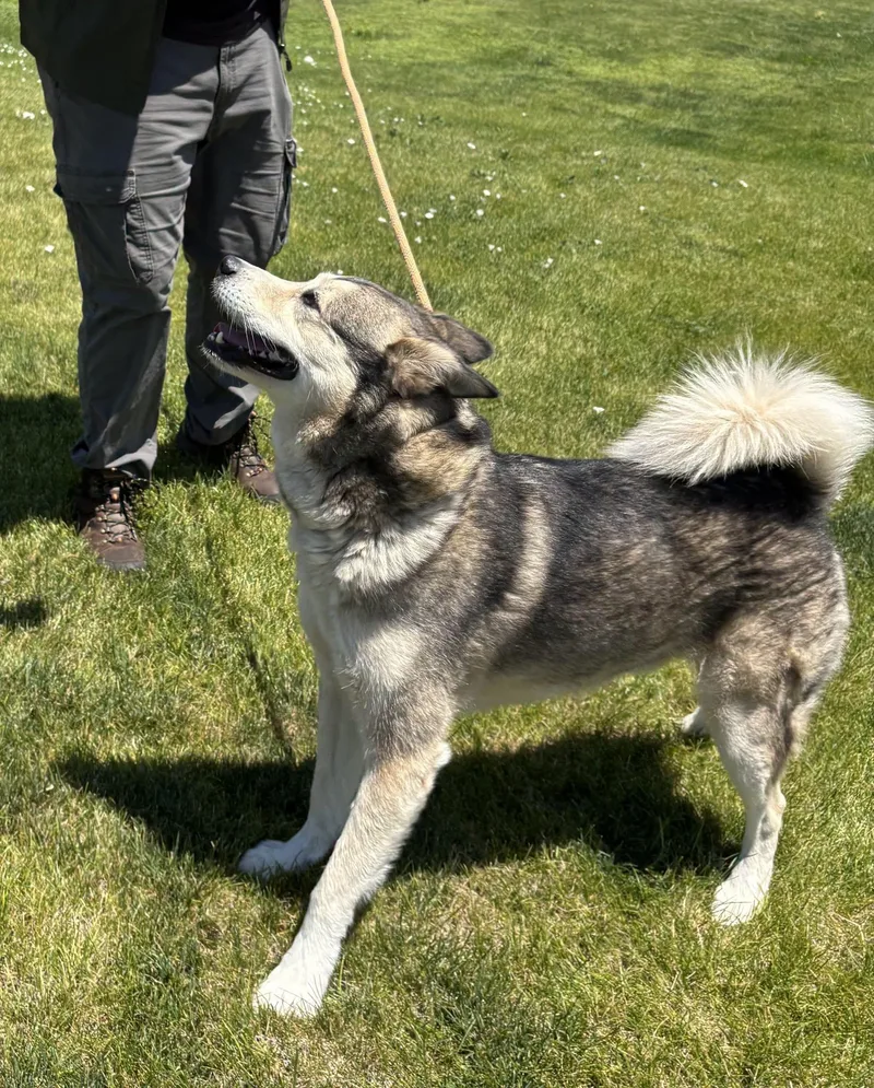 An adult medium-sized male White / Cream Siberian Husky dog named Scotty for adoption in Montrose, CO