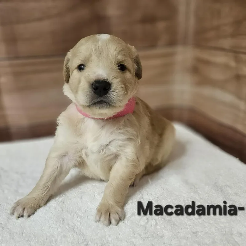 A baby medium-sized female Yellow / Tan / Blond / Fawn Labrador Retriever dog named Macadamia for adoption in Griswold, CT