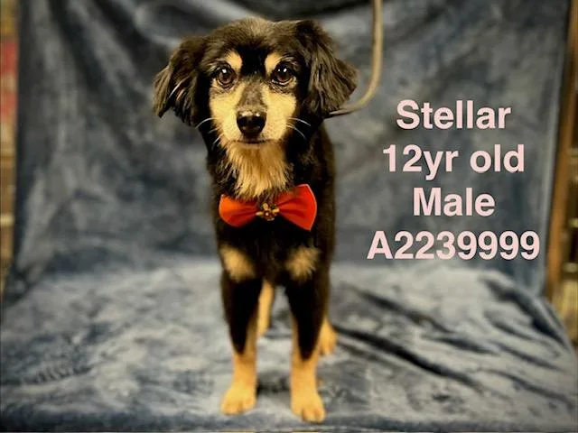 A senior small-sized male Mixed Breed dog named Stellar for adoption in Chatsworth, CA