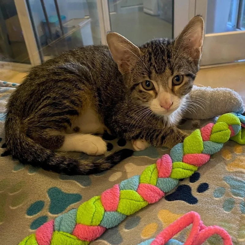 A baby medium-sized male Domestic Short Hair cat named Todd A for adoption in Plano, TX
