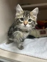 A baby medium-sized female Black Domestic Short Hair cat named Maleficent for adoption in Steamboat Springs, CO