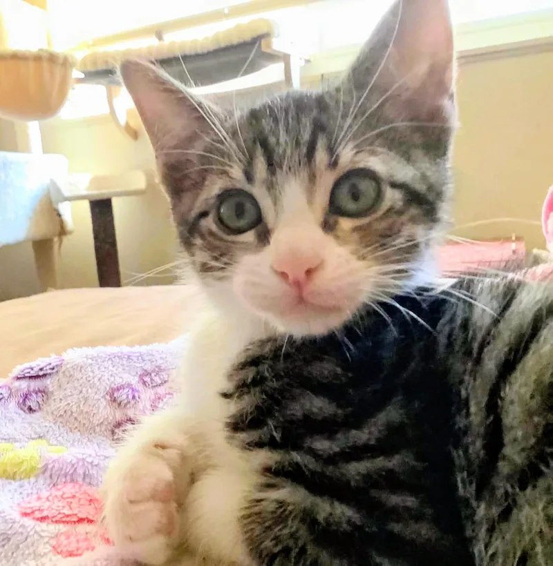 A baby medium-sized male Tabby (Tiger Striped) Domestic Short Hair cat named Lobo for adoption in Santa Cruz, CA