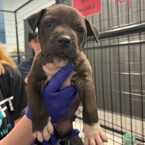 A baby small-sized male Gray / Blue / Silver Terrier dog named Dababy for adoption in Mooresville, NC