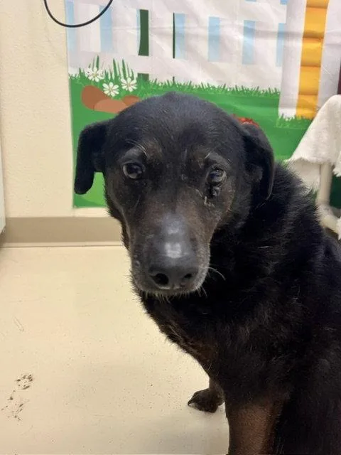 A senior medium-sized female Labrador Retriever dog named Amelia for adoption in Webster, WI