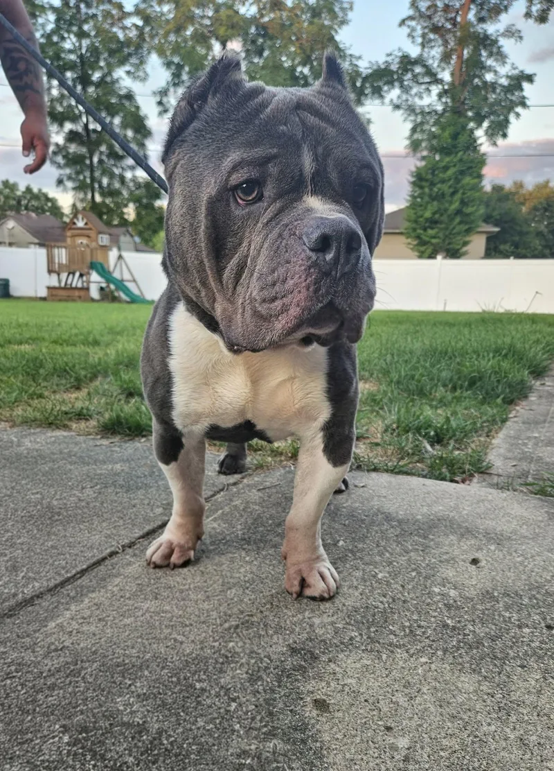 An adult large-sized male Gray / Blue / Silver Pit Bull Terrier dog named Bob for adoption in Dayton, OH