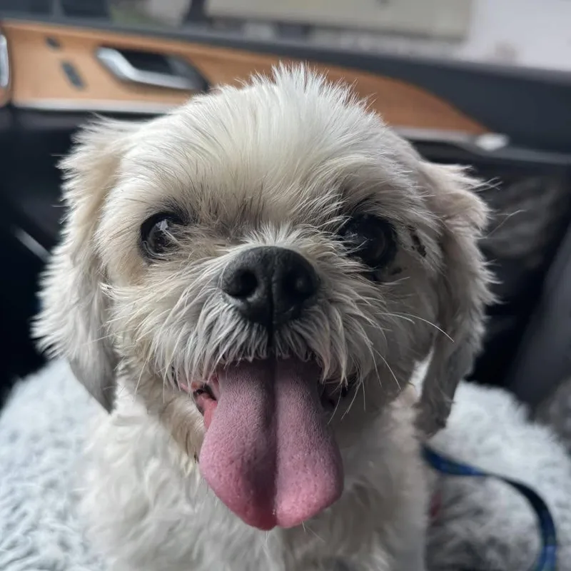 A senior small-sized male White / Cream Shih Tzu dog named Edward for adoption in Northville, MI