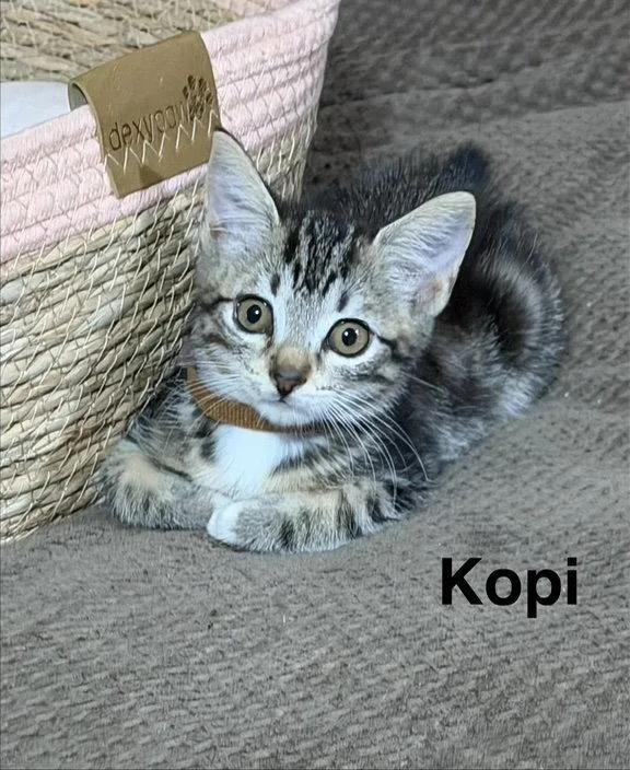 A baby medium-sized female Tabby cat named Kopi for adoption in Buford, GA