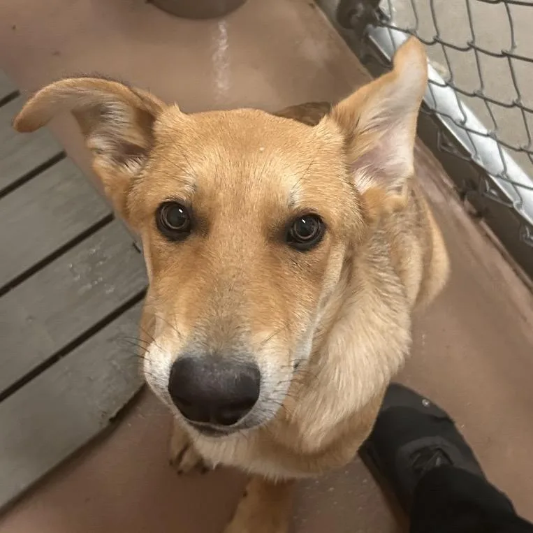 A baby large-sized male Yellow / Tan / Blond / Fawn Shepherd dog named Titus for adoption in Reno, NV