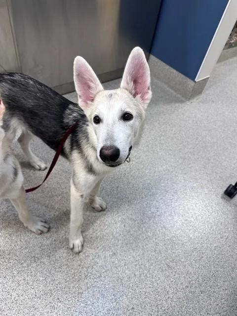 A young medium-sized male German Shepherd Dog dog named Oliver for adoption in San Luis Obispo, CA
