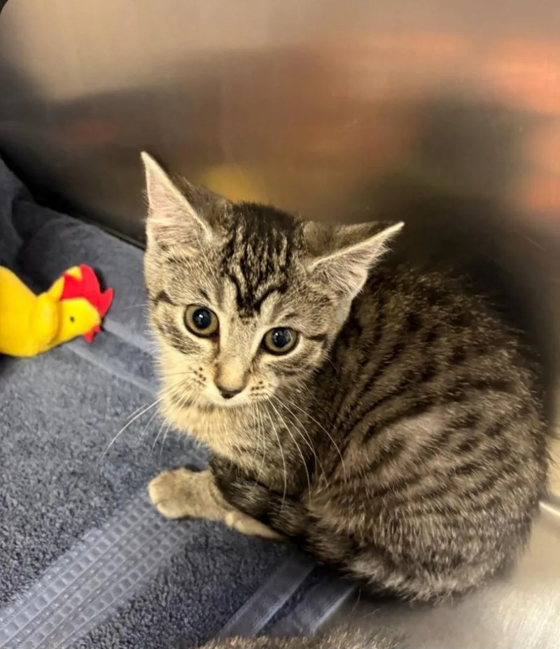 A baby medium-sized female Tabby (Brown / Chocolate) Domestic Short Hair cat named Wobble for adoption in East Brunswick, NJ