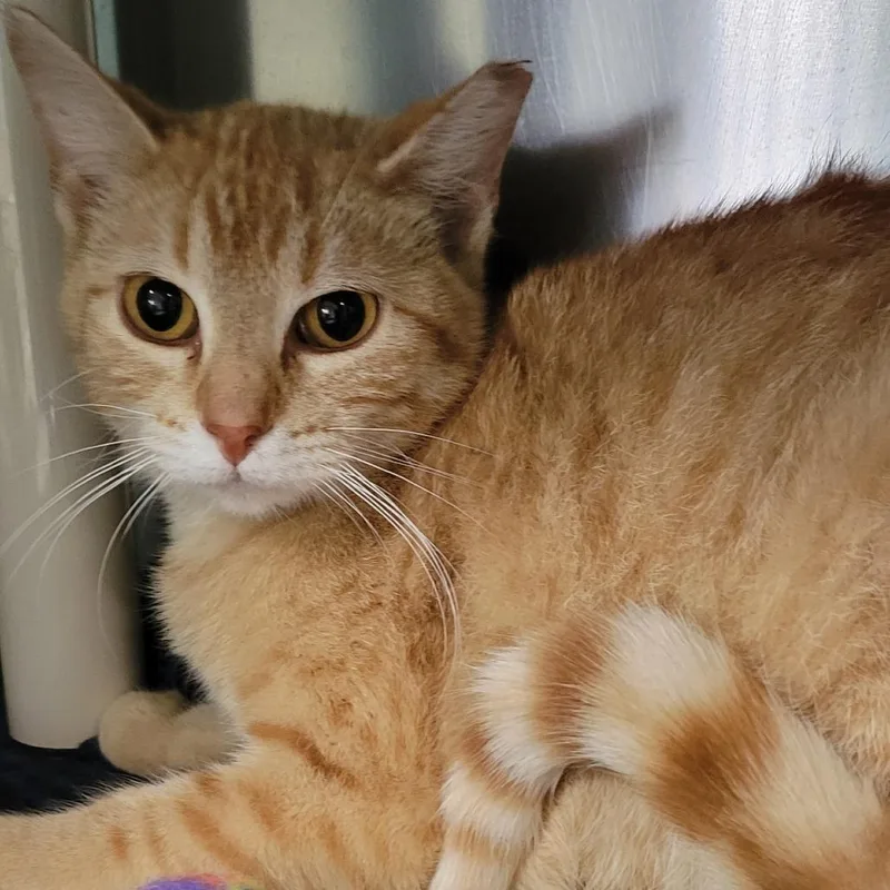 A young medium-sized female Orange / Red Domestic Short Hair cat named Marigold for adoption in Milan, IL