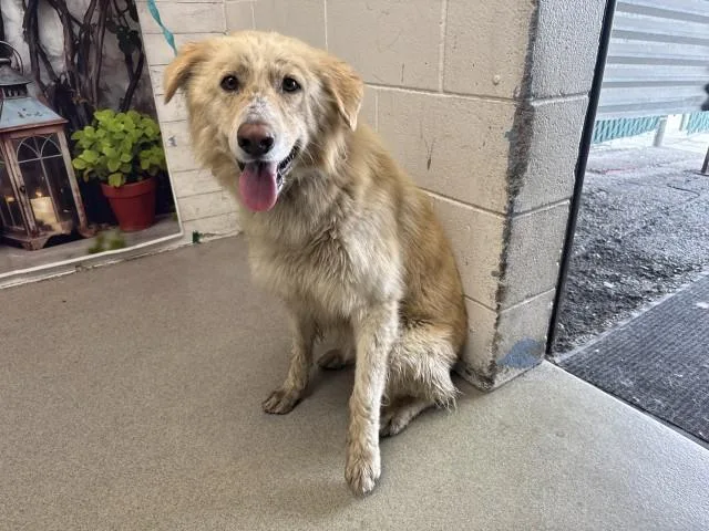 An adult large-sized male German Shepherd Dog dog named Sunshine for adoption in San Bernardino, CA