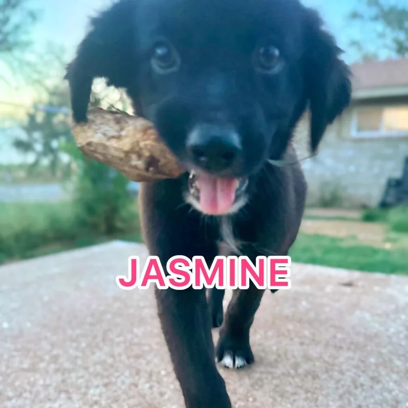 Jasmine thumbnail 3