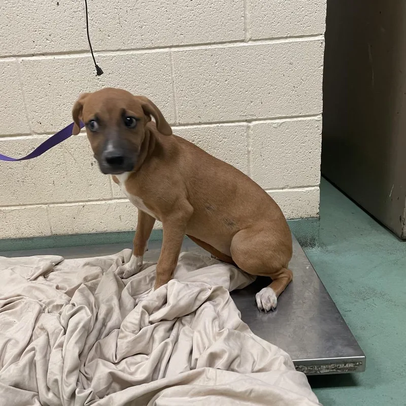 A young medium-sized female Yellow / Tan / Blond / Fawn Mixed Breed dog named Courtney for adoption in Memphis, TN