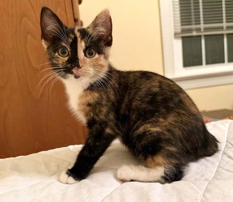 A baby medium-sized female Domestic Short Hair cat named Andia for adoption in Pittsboro, NC
