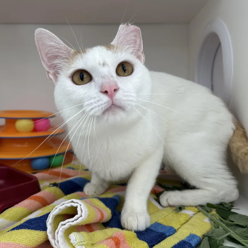 An adult medium-sized male Orange & White Domestic Short Hair cat named Georgie for adoption in La Grange Park, IL