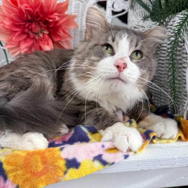 An adult large-sized male Gray / Blue / Silver Domestic Medium Hair cat named Bells A Jumping for adoption in Eaton Rapids, MI