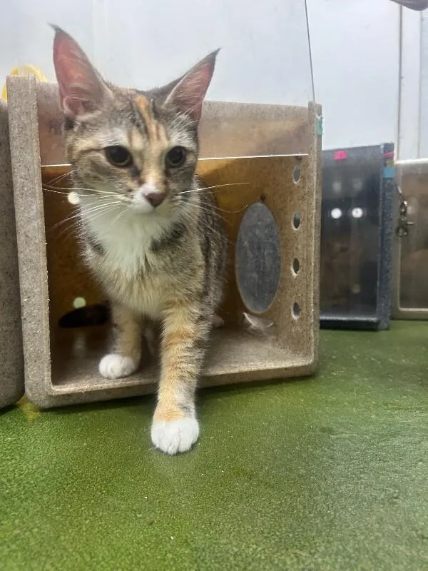 A young medium-sized female Domestic Short Hair cat named Tess for adoption in Fruit Heights, UT