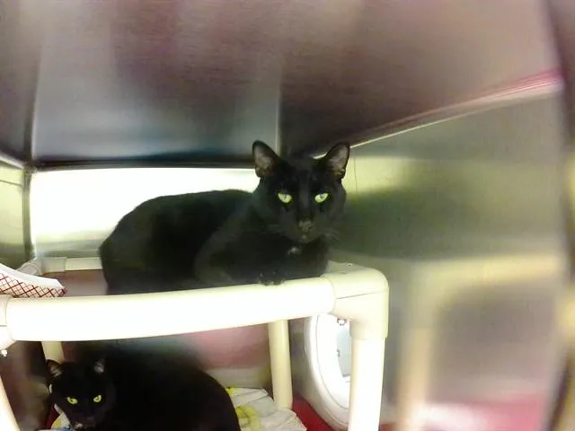 An adult medium-sized male Domestic Short Hair cat named Miles for adoption in Omaha, NE