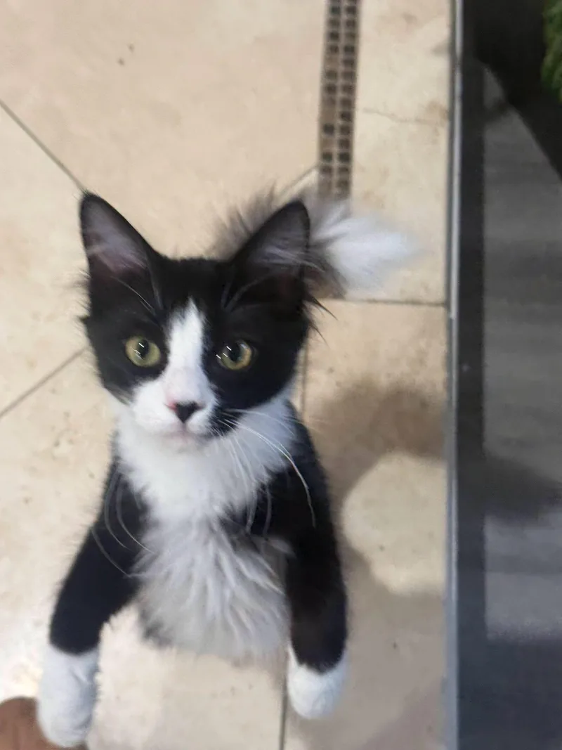A baby large-sized male Black & White / Tuxedo Norwegian Forest Cat cat named Affogato for adoption in Concord, CA