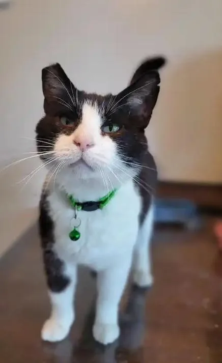 An adult medium-sized male Black & White / Tuxedo Domestic Short Hair cat named Fisch N' Chipp for adoption in Fresno, CA