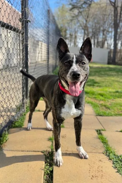 An adult medium-sized female Mixed Breed dog named Oso for adoption in Haw River, NC
