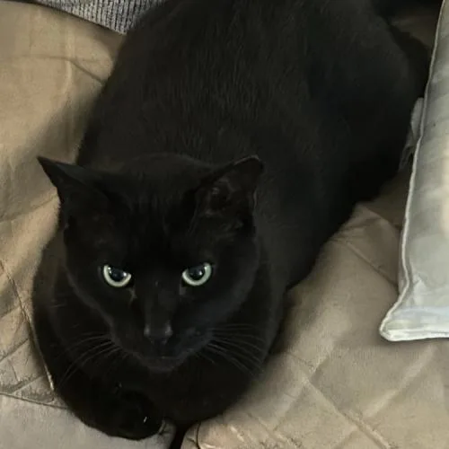 An adult small-sized male Domestic Short Hair cat named Barry Berry for adoption in Knoxville, TN