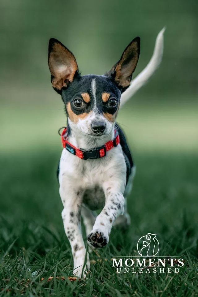 A baby small-sized male Tricolor (Brown, Black, & White) Chihuahua dog named Tuke for adoption in Myakka City, FL