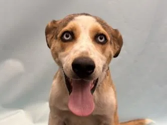A baby large-sized male Labrador Retriever dog named Myles for adoption in Golden Valley, MN
