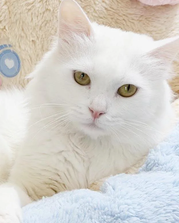 A young small-sized male White Himalayan cat named Kumo can't be any for adoption in Bedford Hills, NY