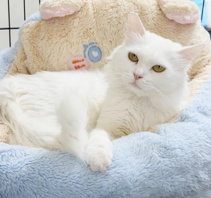 Kumo can't be any thumbnail 3