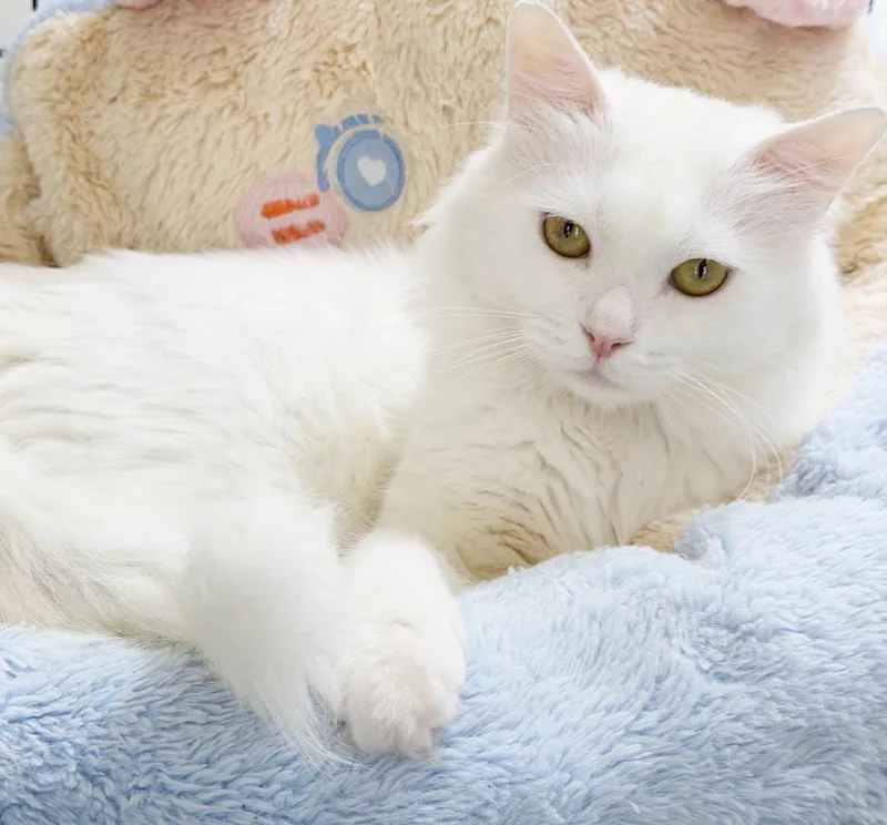 Kumo can't be any thumbnail 4