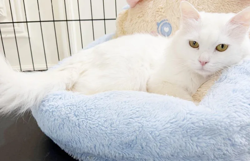 Kumo can't be any thumbnail 5