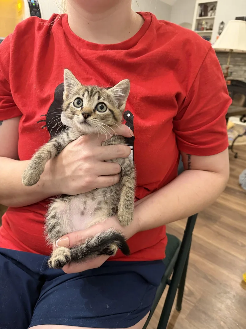 A young medium-sized female Domestic Short Hair cat named Midnight Margarita for adoption in Camden, SC