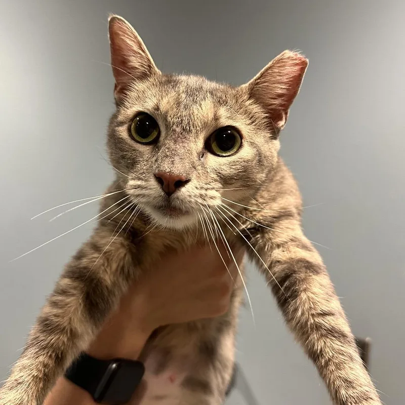 An adult medium-sized female Gray / Blue / Silver Domestic Short Hair cat named Penny for adoption in Chattanooga, TN