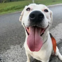 An adult medium-sized male Labrador Retriever dog named Dink for adoption in New Orleans, LA