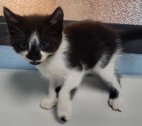 A baby small-sized female Domestic Short Hair cat named Kd for adoption in Lawrenceville, GA