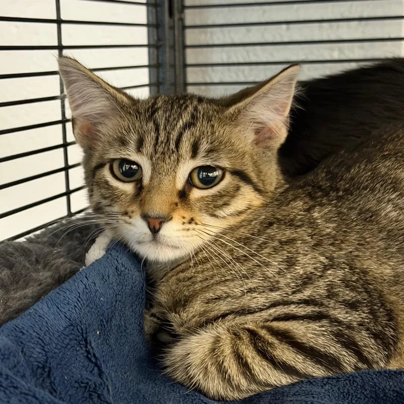 A baby small-sized male Domestic Short Hair cat named Mosaico for adoption in Hampton Bays, NY