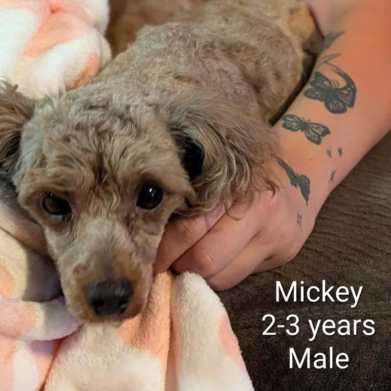 Mickey thumbnail 2