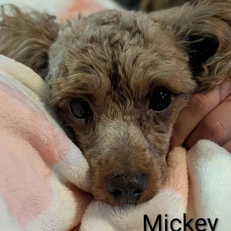 Mickey thumbnail 6