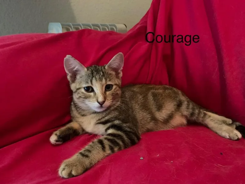 A baby medium-sized male Domestic Short Hair cat named Courage for adoption in Spring, TX
