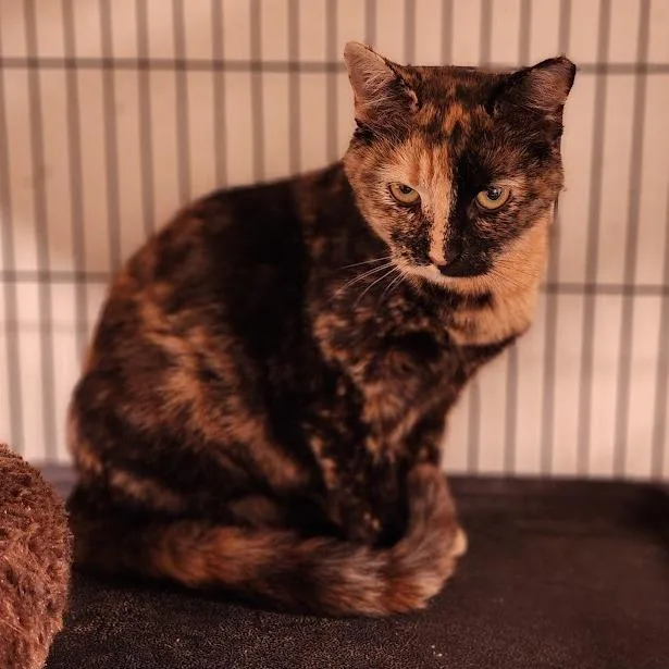 An adult medium-sized female Tortoiseshell Domestic Short Hair cat named Chatty for adoption in Toms Brook, VA